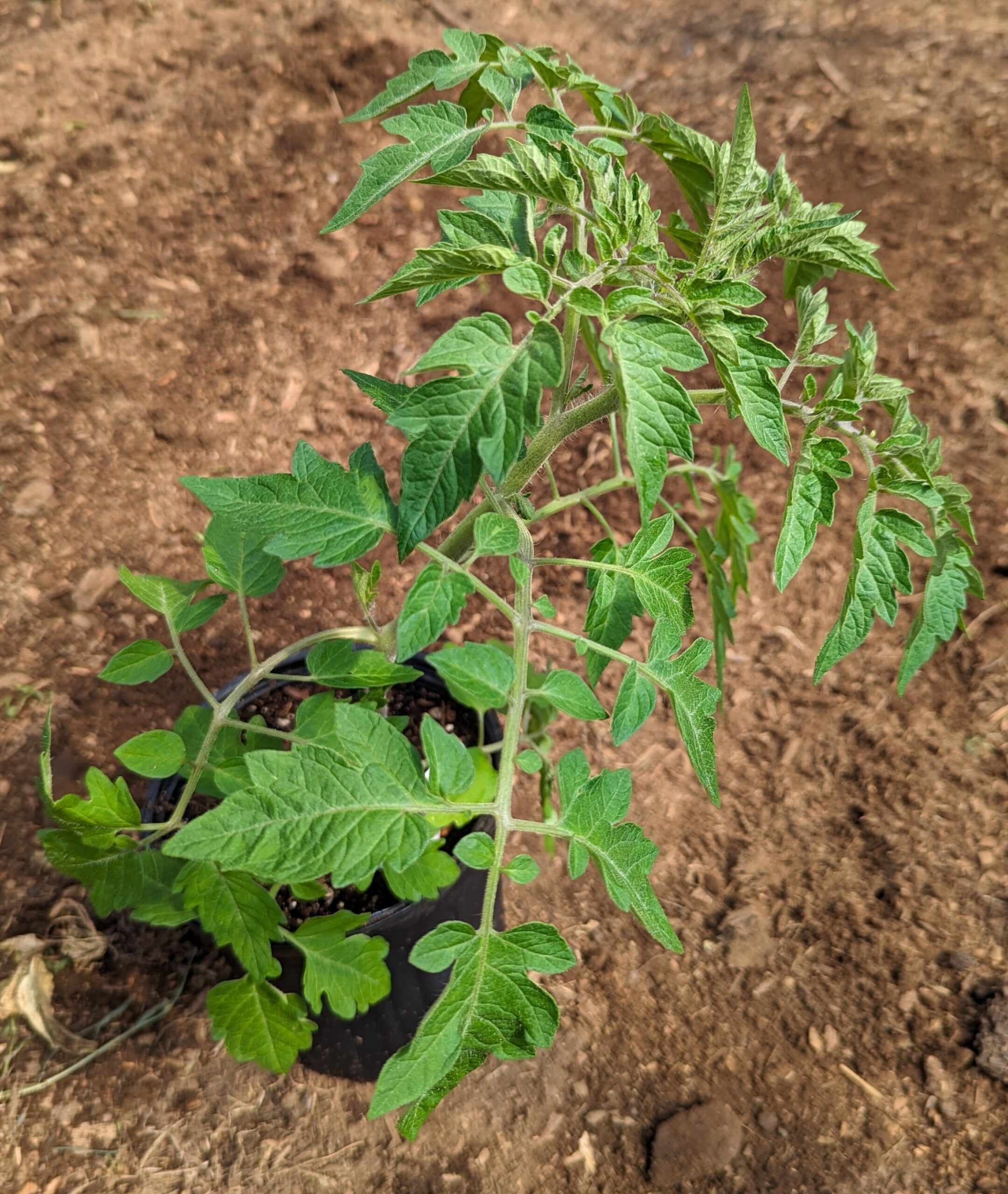 Tomato Starts Are Here! – High & Dry Farm